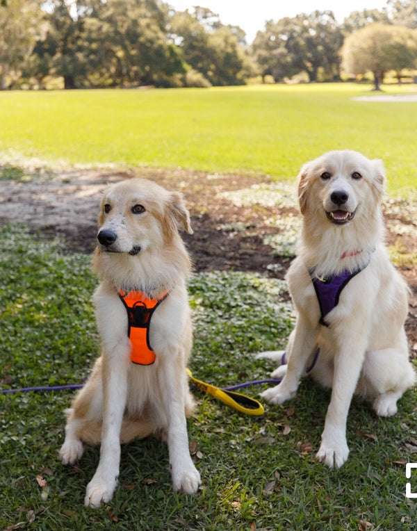 Pet Lovers Warehouse